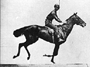 Muybridge Galloping Horse